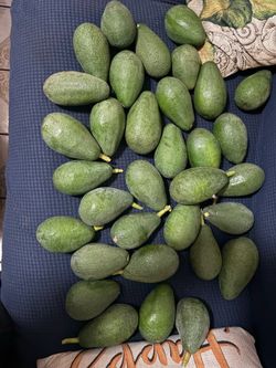 Avocados 🥑