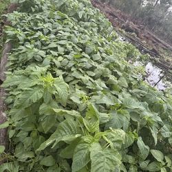 CALLALOO