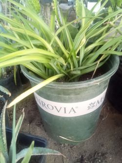 Large Spider Plant 🌿 Easy Care • Air Freshening • Pet Safe
Lazo de amor grande 🌿 Fácil