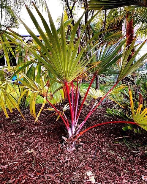 Red Latan Palm Tree (Latania lontaroides) 7g