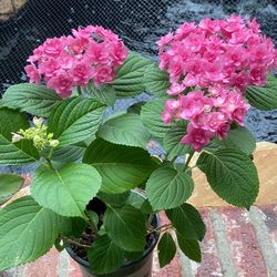 Pink Double Layers Hydrangea