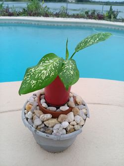 Amoena Dieffenbachia Plant in Pot - Shipping Bareroot available