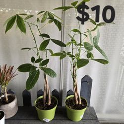 Money Tree