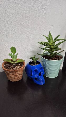 Plants