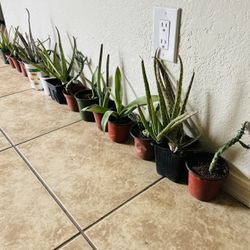 Small Alo Vera 5 Each 