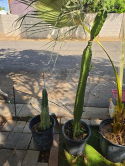 Cactus