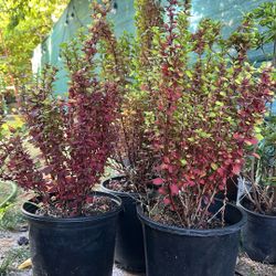 Japanese Barberry/ Orange Rocket