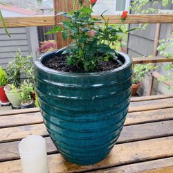 Live outdoor mini rose 🥀 bush plant in a textured ceramic planter pot—firm price