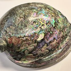 Vintage Abalone Shell Paua Very Rare and Unique POLISHED ON BOTH SIDES 7” x 5.5”