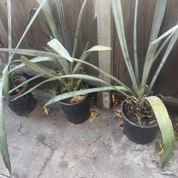 Small Agave plant