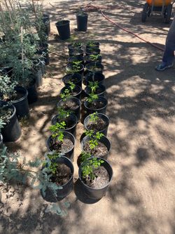 Moringa trees