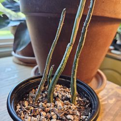 Pickle Plant Pencil Succulent 4"