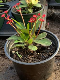  Crown of Thorns, Euphorbia milii, Madagascar Christ Thorn