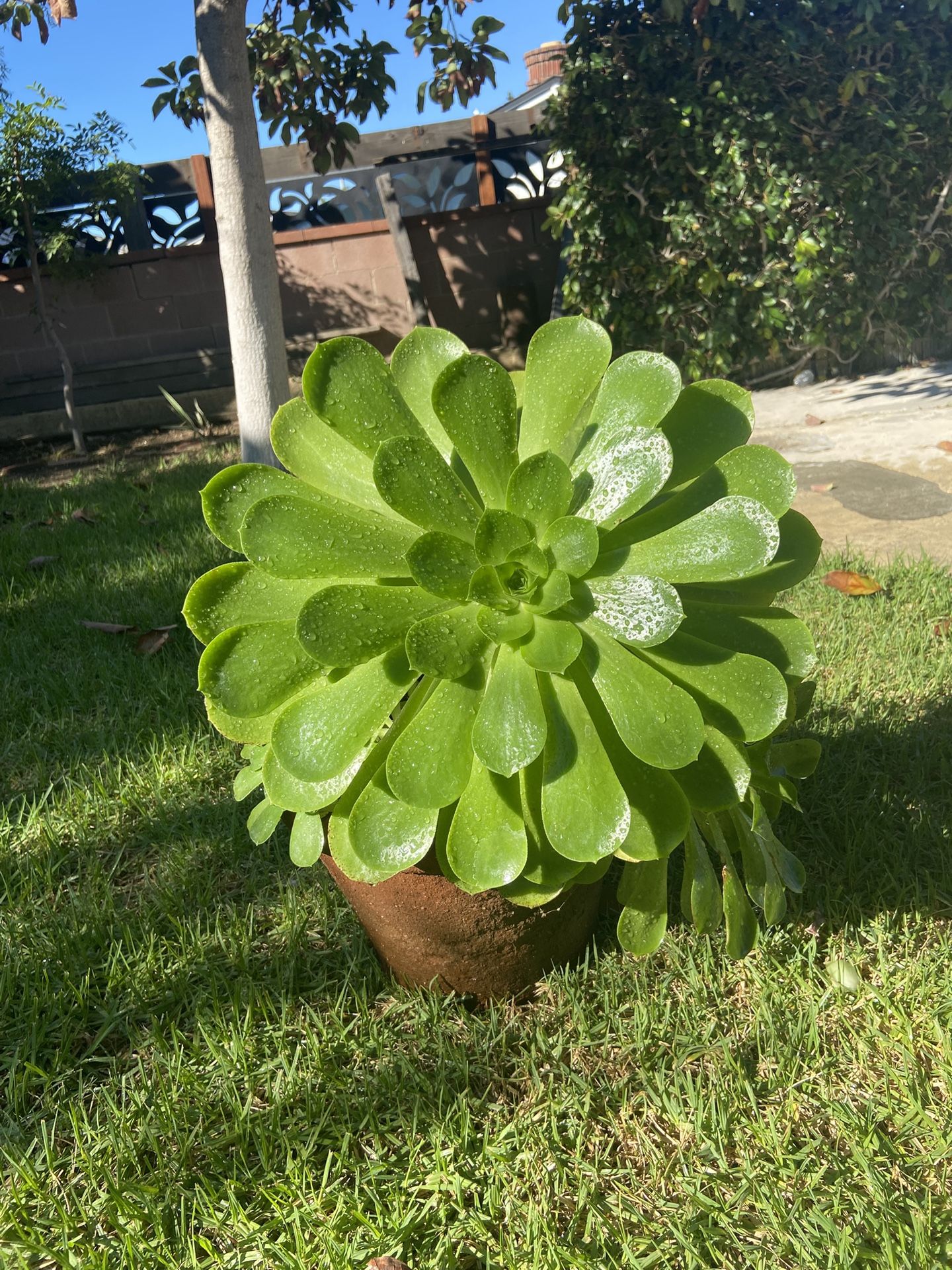 Large Succulent Plant