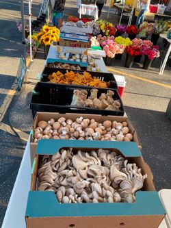 Mushroom Grow Blocks | Several Varieties Available