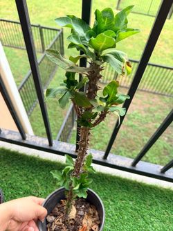 Plant