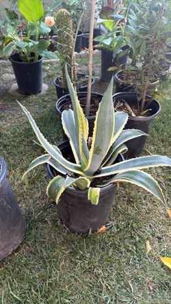 Variegated Agave