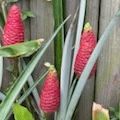 Real Edible Ginger Plants