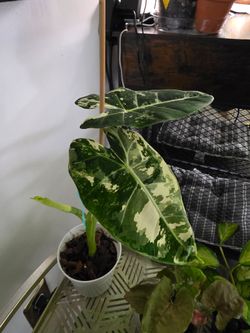 Alocasia- Frydek Varigated