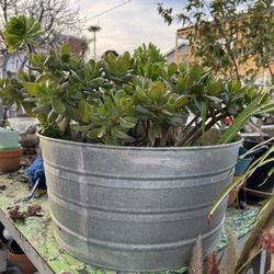 Succulent Plants $10-$30