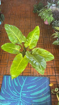 Moonlight Philodendron tropical plant 8” pot