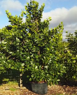 CLUSIA PLANT IN 25 GALLONS ABOUT 7' FEET TALL