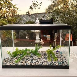 10 gallon fish tank/ 10 gallon fish tank setup