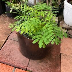 Plantas 