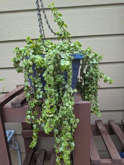 Portulacaria plant