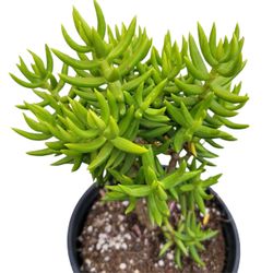 Crassula Tetragona Miniature Pine Succulent Plant