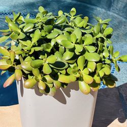 Healthy jade plant