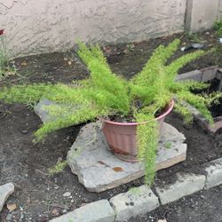 Foxtail Fern Plant 