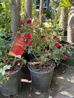 Rose bushes
