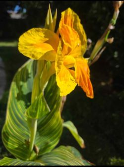 Cannaly Lilly Plant