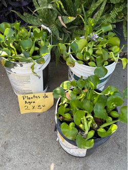 Plantas de agua