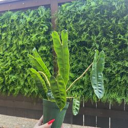 Philodendron Billie” Bipenofolium