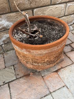 Free- Large Terracotta Garden Planter Pot