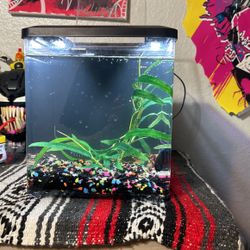 Beta Fish And Tank Set Up