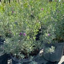Texas Sage – Hardy, Drought-Tolerant Beauty (3 Gallon) – Only $12!