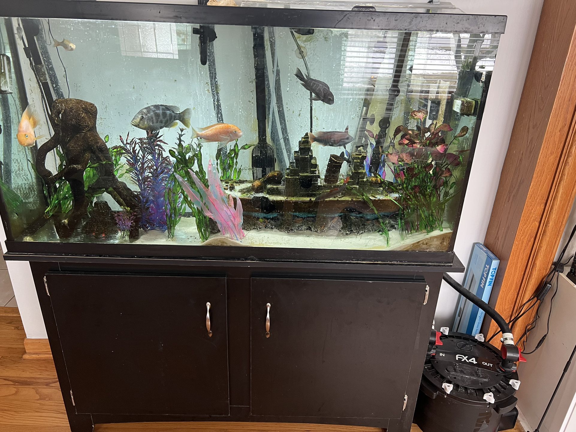 60gal Fish Tank + Fishes