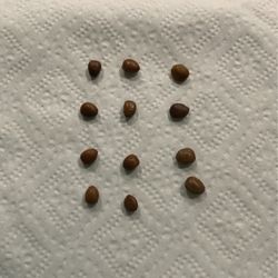 Carob Seeds 