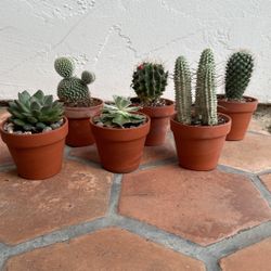 Mini Cactus and Succulents