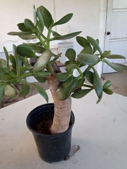 Jade plant