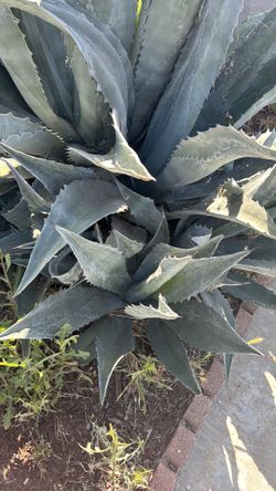 Free Agave Plants