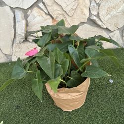 Plants