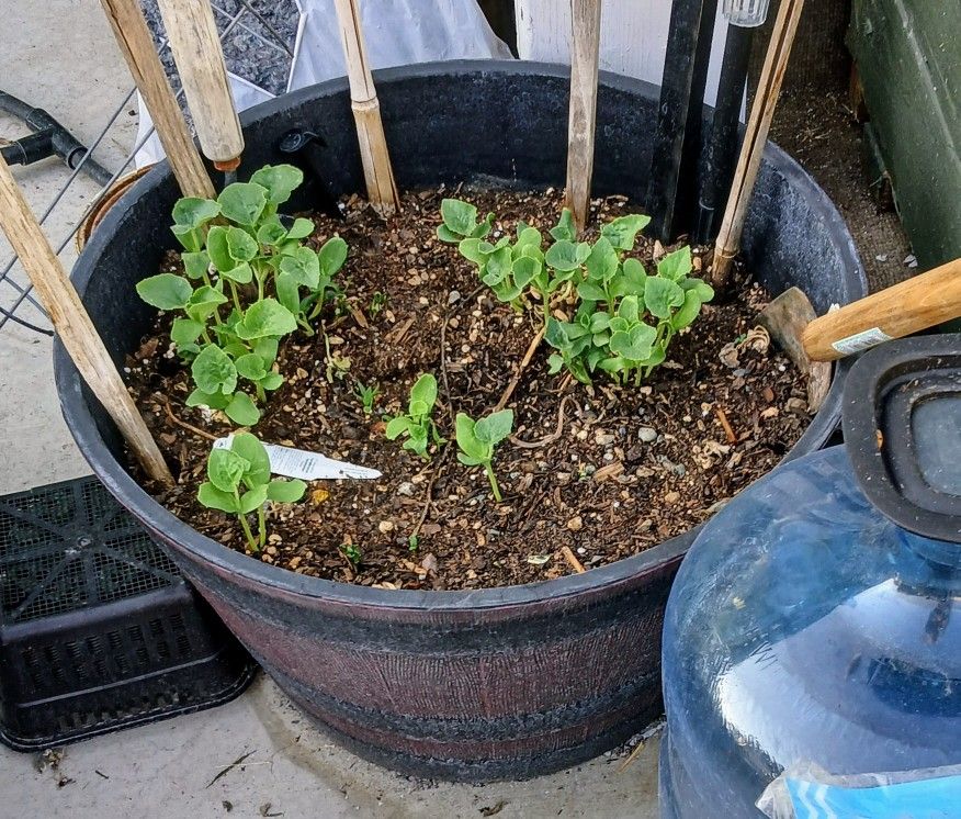 Plants And Barrel Pots