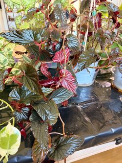 Plant