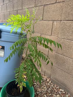 One of a kind Very Tall Healthy Flavorful  Curry Leaf Plant