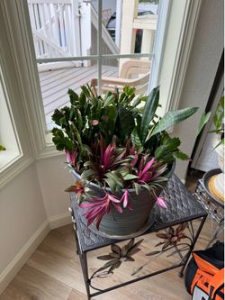 Free house plant.
