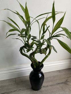 Heart Shape Lucky Bamboo